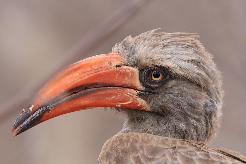 Hornbill by Petervanderlecq
