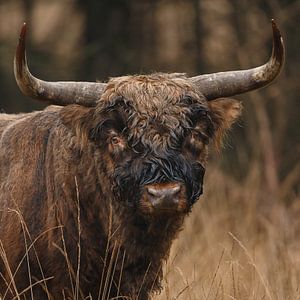 Schottischer Highlander-Stier