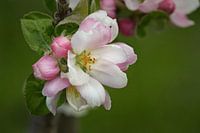 Appelbloesem