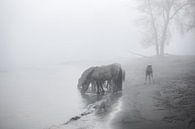 De Konikpaarden van het Munnikenland. van Henri Ton thumbnail