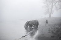Die Konik-Pferde aus dem Munnikenland.