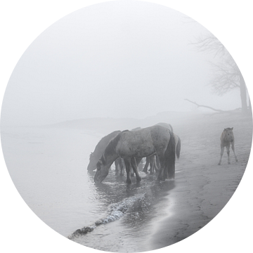De Konikpaarden van het Munnikenland. van Henri Ton