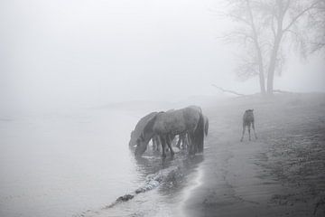 Die Konik-Pferde aus dem Munnikenland. von Henri Ton