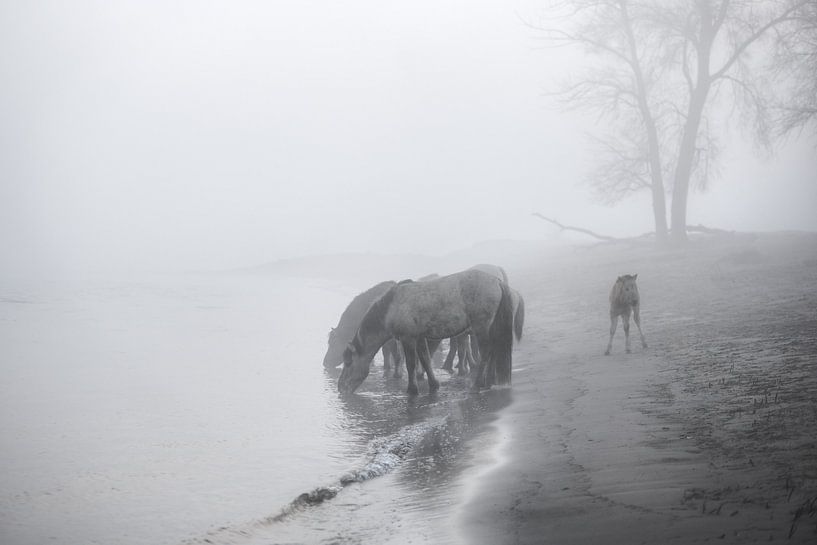 De Konikpaarden van het Munnikenland. van Henri Ton