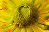 Gele bloem, Macrofotografie van Watze D. de Haan thumbnail
