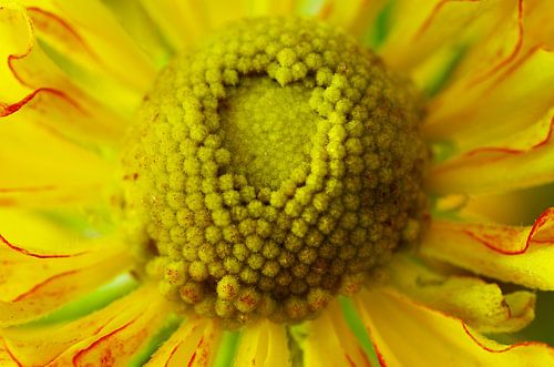 Gele bloem, Macrofotografie