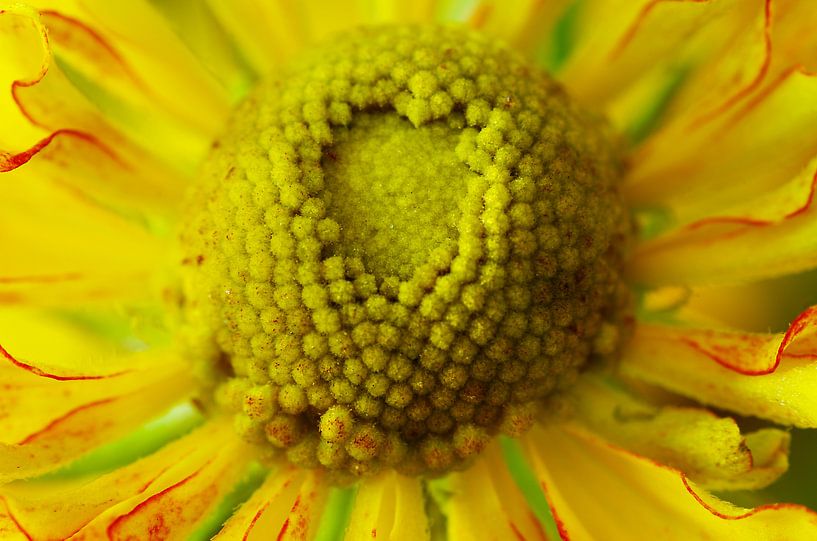 Gele bloem, Macrofotografie van Watze D. de Haan