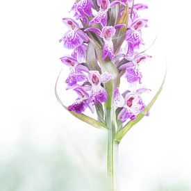 Orchidee, Farbspritzer von Diana Mieras