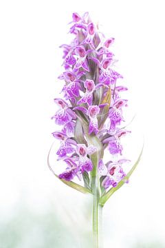 Orchidee, kleurenpracht van Diana Mieras