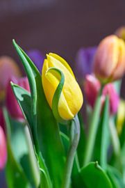 Curly tulip by Monique van Helden