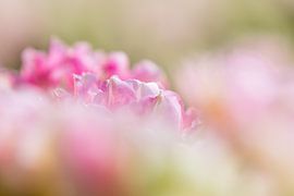 Floral Dream! von Karin de Bruin