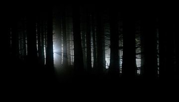 Lichtkegels in het mistige bos van mekke