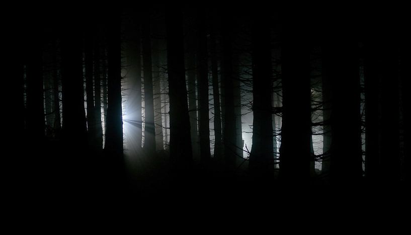 Cône de lumière dans la forêt brumeuse par mekke