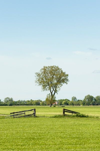 Baum in Wiese mit Zäunen von Tony Buijse