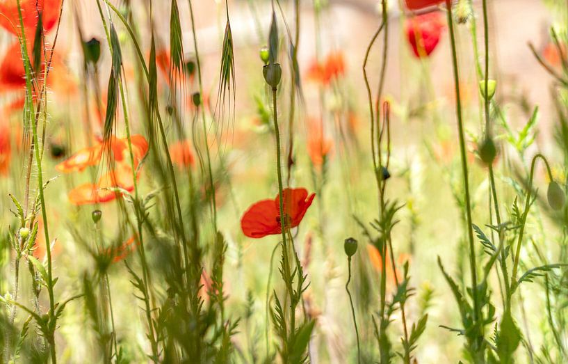 Poppies by Jeanette van Starkenburg