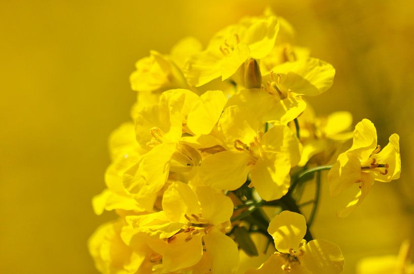 Flowers by Sjoerd Reitsma