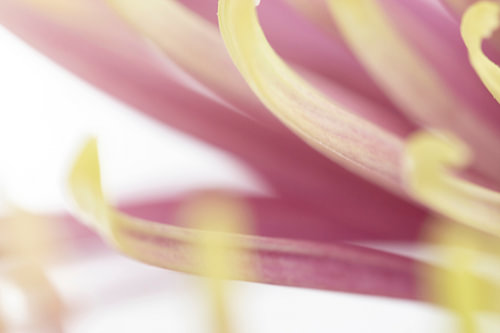 CHRYSANTHEME SPIDER abstrakte und minimalistische Makrofotografie Blüte in violett und gelb