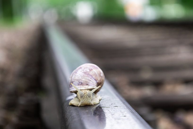 Snail on railway track by Hans-Bernd Lichtblau
