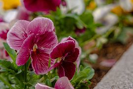 FlowerHere I show you pictures from NRW or from my 2nd home, the Erzgebirge, while I try to find new