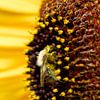 Hommel in zonnebloemhart, Verstopt in goudgeel van Saranda in t Veld Fotografie