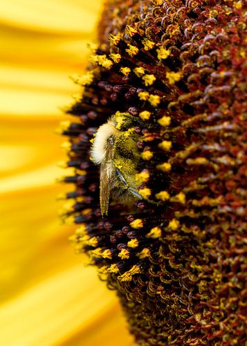 Hommel in zonnebloemhart, Verstopt in goudgeel
