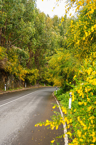 Yellow road