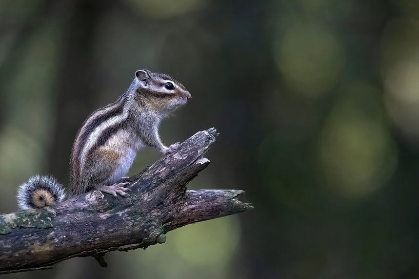 Sibirisches Eichhörnchen von Marieke Deinum