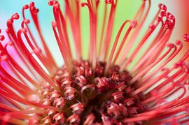  Leucospermum nutans