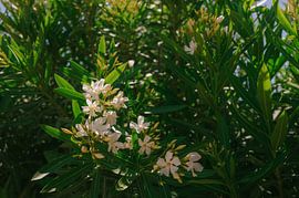 Bezaubernde Blüten der Algarve von Mélanie Roelandts