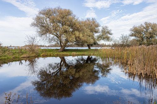 Spiegelende Kronkelwilg