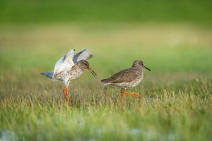 Rotschenkel auf der Wiese