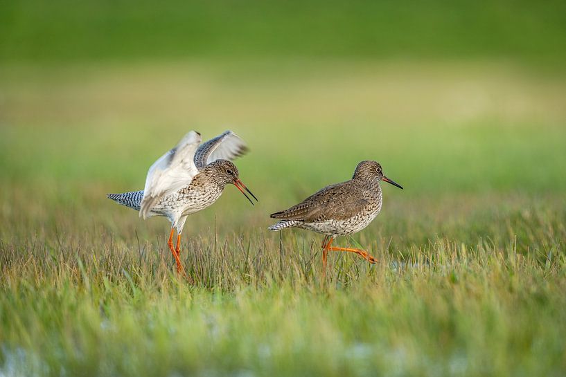 Rotschenkel auf der Wiese von Gonnie van de Schans
