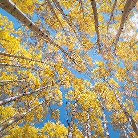 Photographie d'automne de la forêt de trembles - Colorado Fall Colors Lookup Photo sur Daniel Forster