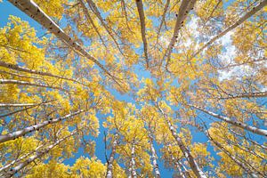 Photographie d'automne de la forêt de trembles - Colorado Fall Colors Lookup Photo