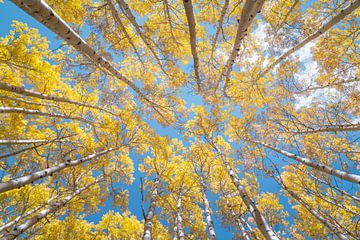 Herfst Aspen Bos Natuurfoto Print - Colorado Herfst Kleuren Lookup Foto van Daniel Forster