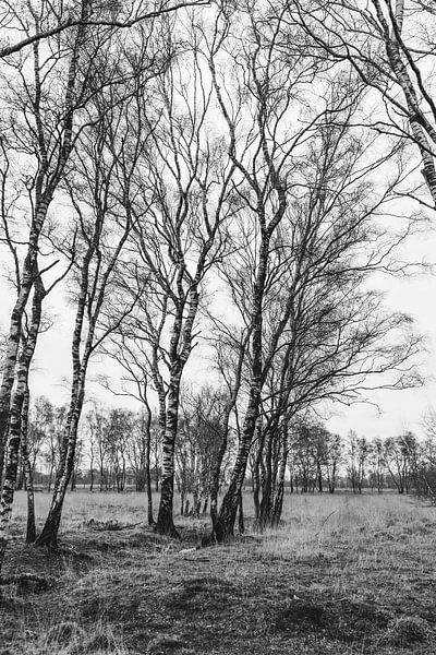 Limburgse Peel by Jolijn Gommans