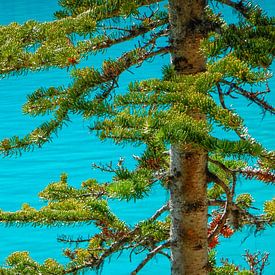 Grüne Tannenzweige mit klarem blauem Wasser im Hintergrund von Patricia Hofmeester