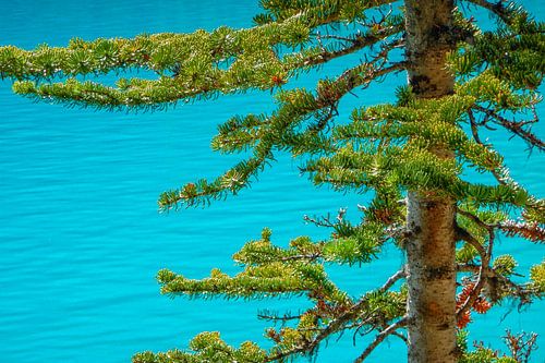 Green branches of pine tree with clear blue water at back by Patricia Hofmeester