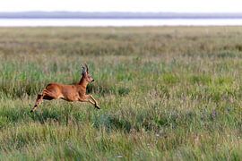 Rehbock (Capreolus capreolus) von Dirk Rüter