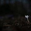 Solitaire Schoonheid, een Witte Krokus in het Wilde Bos van Exclusive Photos by Erwin Floor