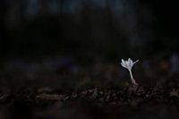 Einsame Schönheit, ein weißer Krokus im wilden Wald
