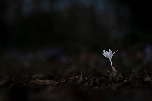 Solitaire Schoonheid, een Witte Krokus in het Wilde Bos