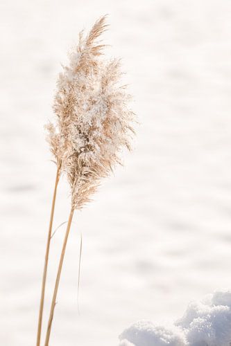 Panaches de la pampa dans la neige
