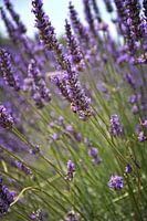 Lavendel velden