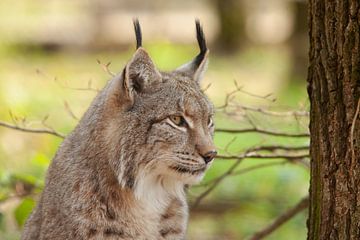 Lynx,Luchse van Corrie Post