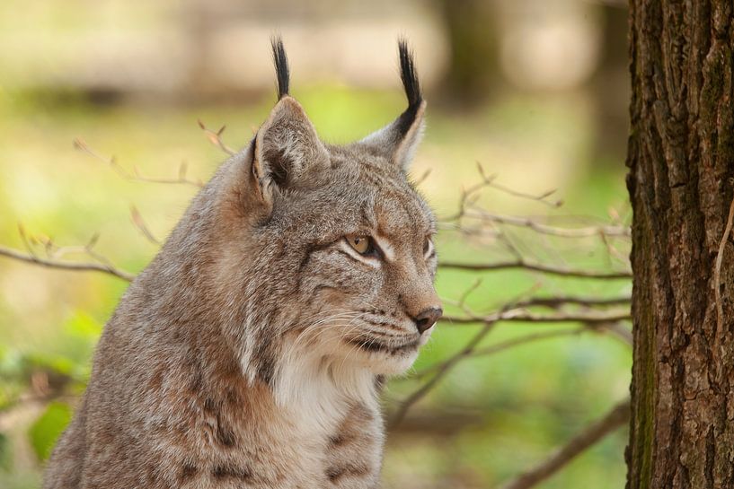 Lynx par Corrie Post