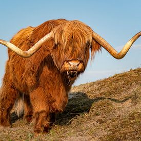 Schotse hooglander van Fotografie Egmond