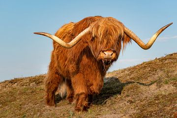 Schotse hooglander van Fotografie Egmond