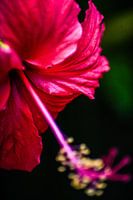 plante