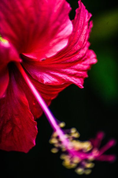 plante par matt landsman